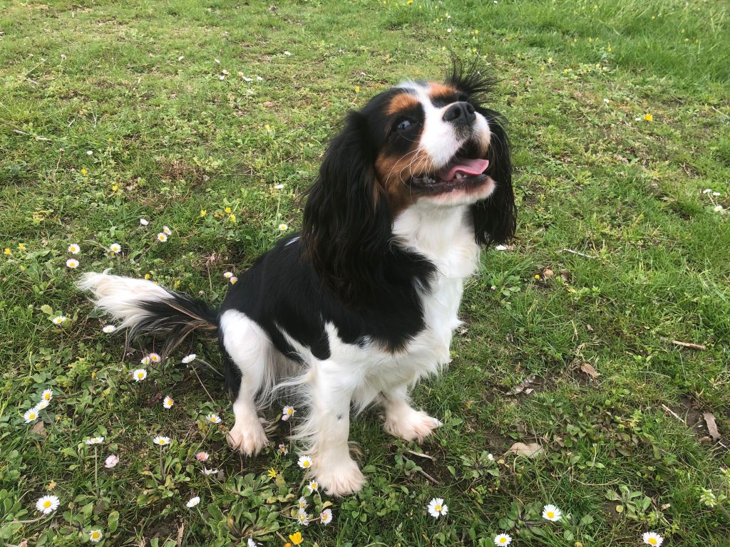 Les Cavalier King Charles Spaniel de l'affixe Hoalen Garden’s