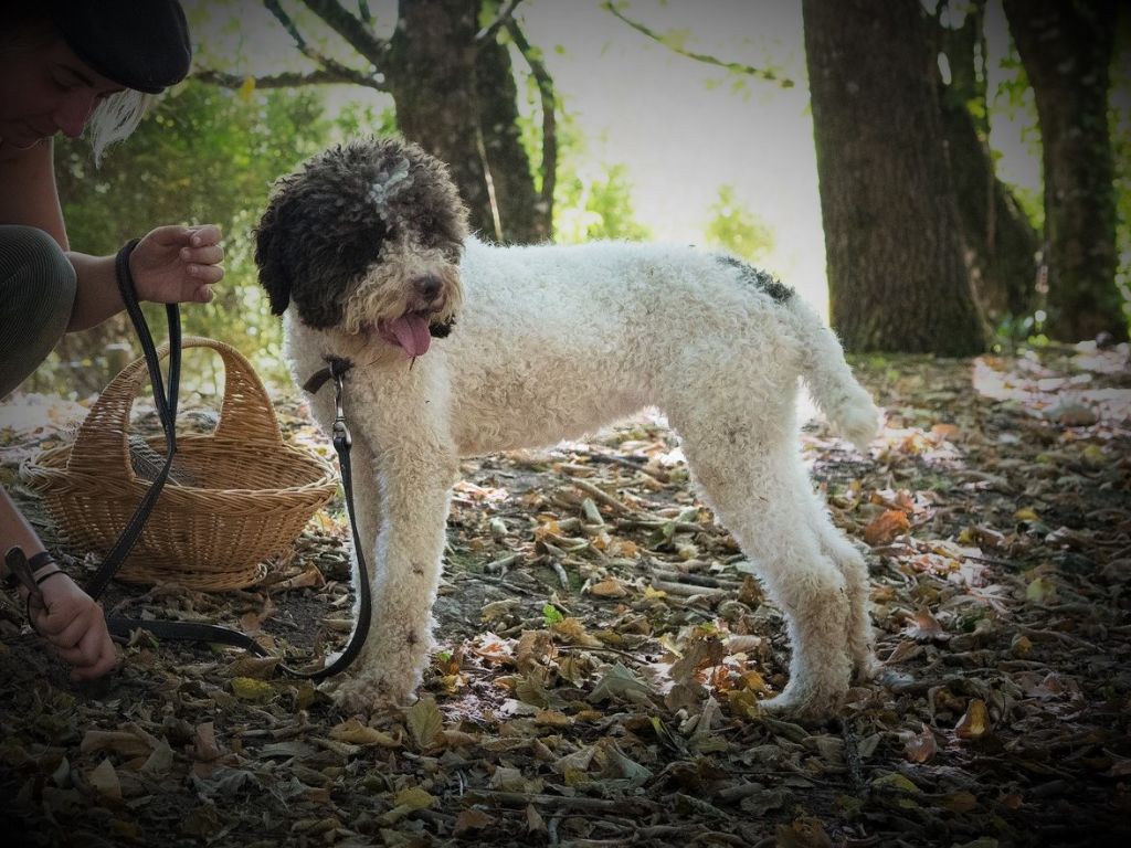 Les Lagotto Romagnolo de l'affixe Hoalen Garden’s