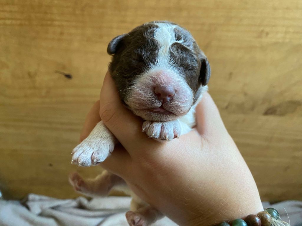 Hoalen Garden’s - Chiot disponible  - Lagotto Romagnolo