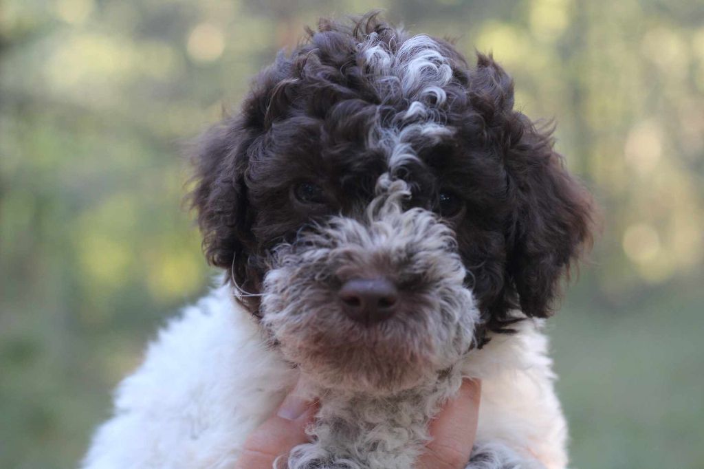 chiot Lagotto Romagnolo Hoalen Garden’s