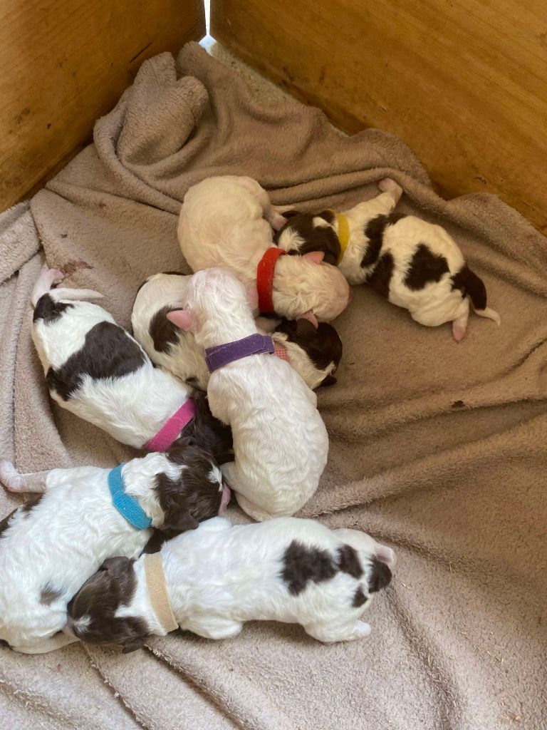 chiot Lagotto Romagnolo Hoalen Garden’s