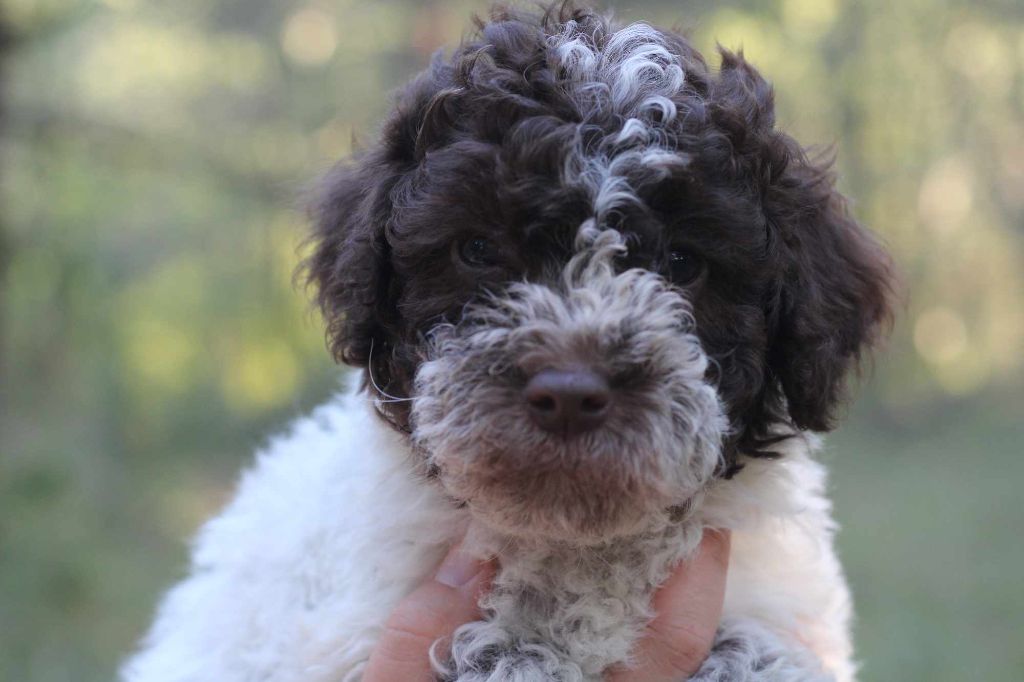 Hoalen Garden’s - Chiot disponible  - Lagotto Romagnolo