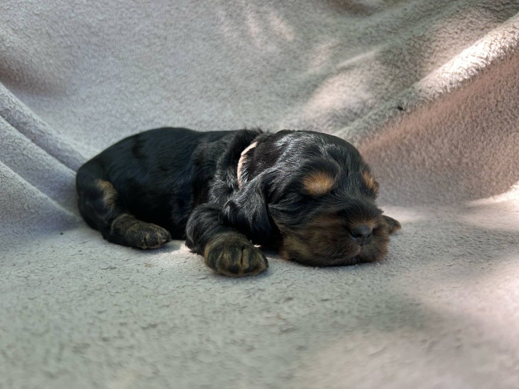 Hoalen Garden’s - Chiots disponibles - Cocker Spaniel Anglais