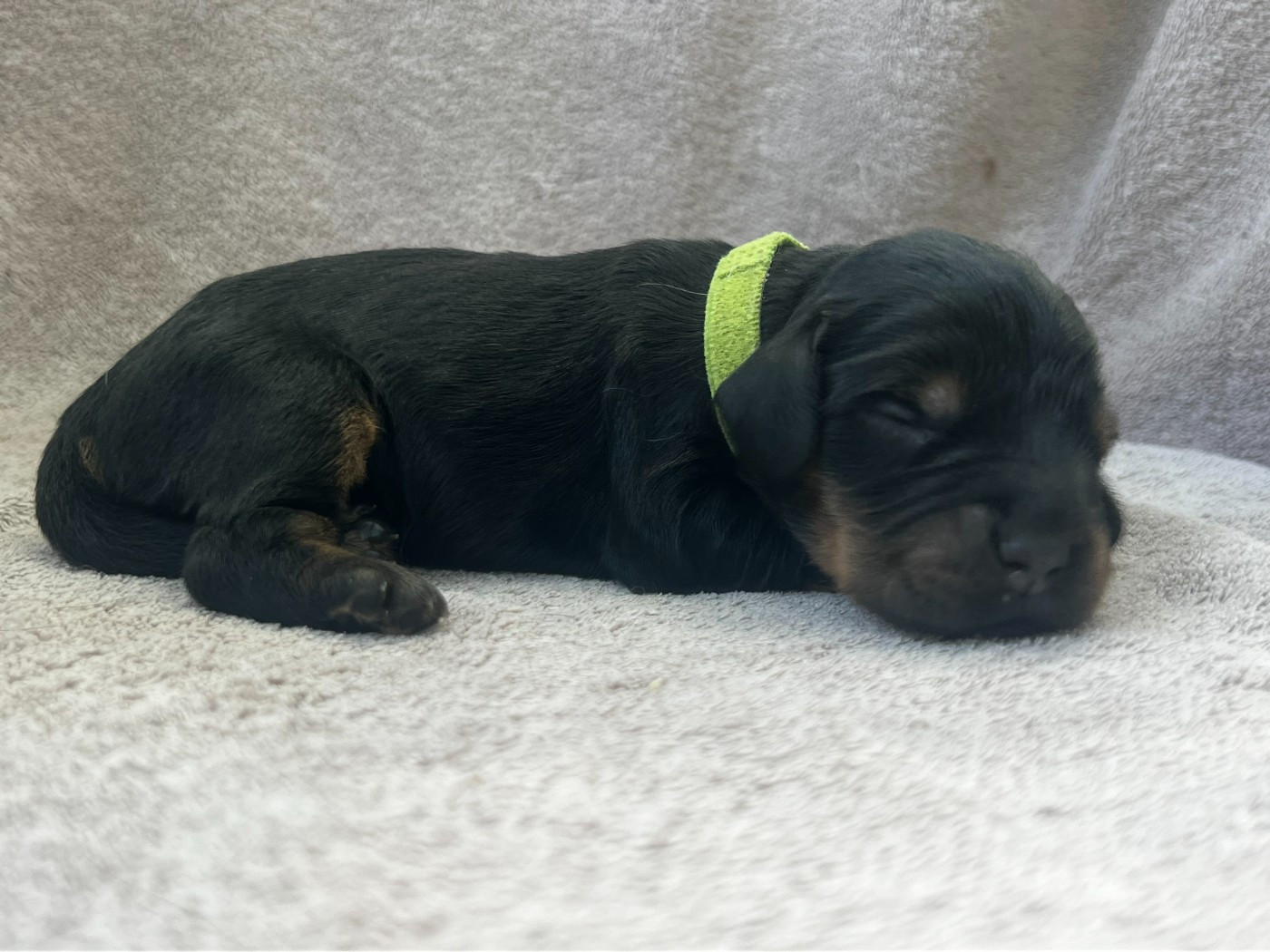 Hoalen Garden’s - Chiots disponibles - Cocker Spaniel Anglais