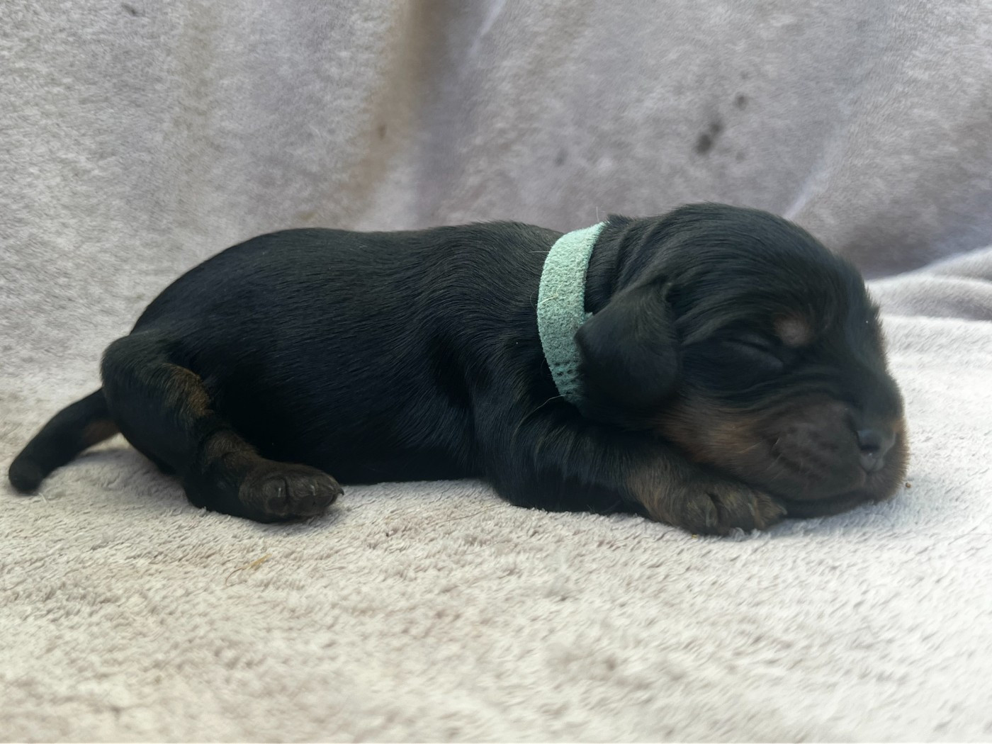 Hoalen Garden’s - Chiots disponibles - Cocker Spaniel Anglais