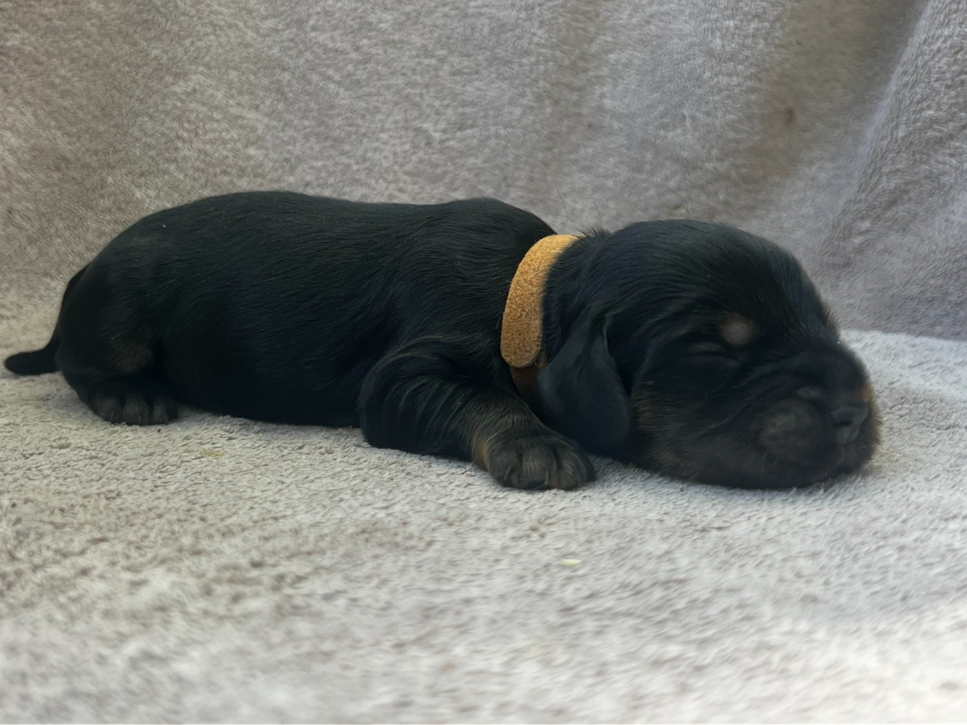 Hoalen Garden’s - Chiots disponibles - Cocker Spaniel Anglais