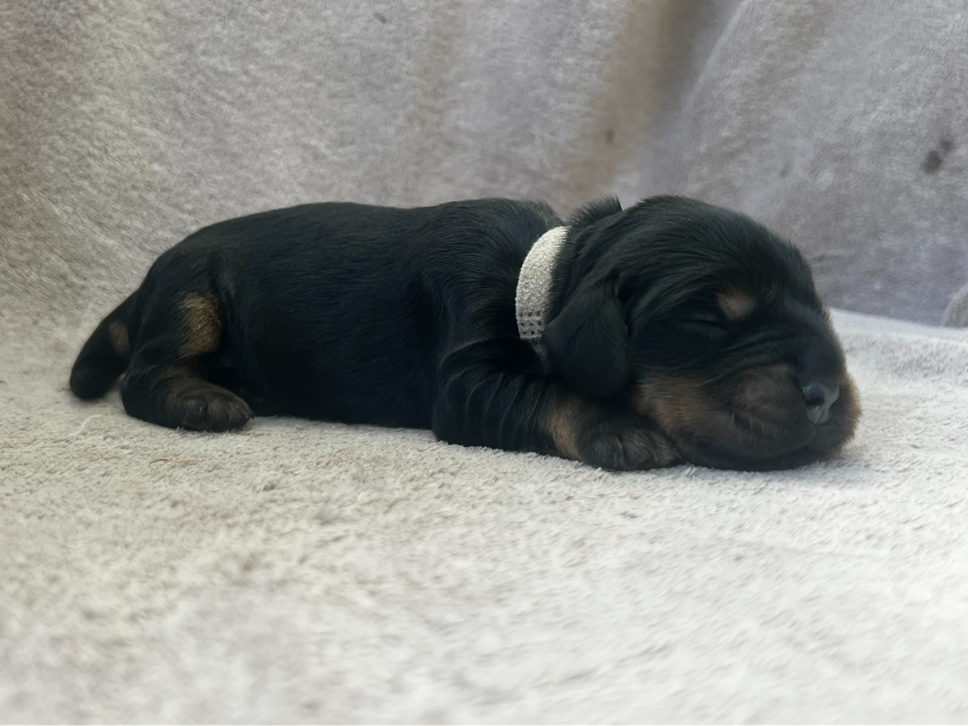 Hoalen Garden’s - Chiots disponibles - Cocker Spaniel Anglais