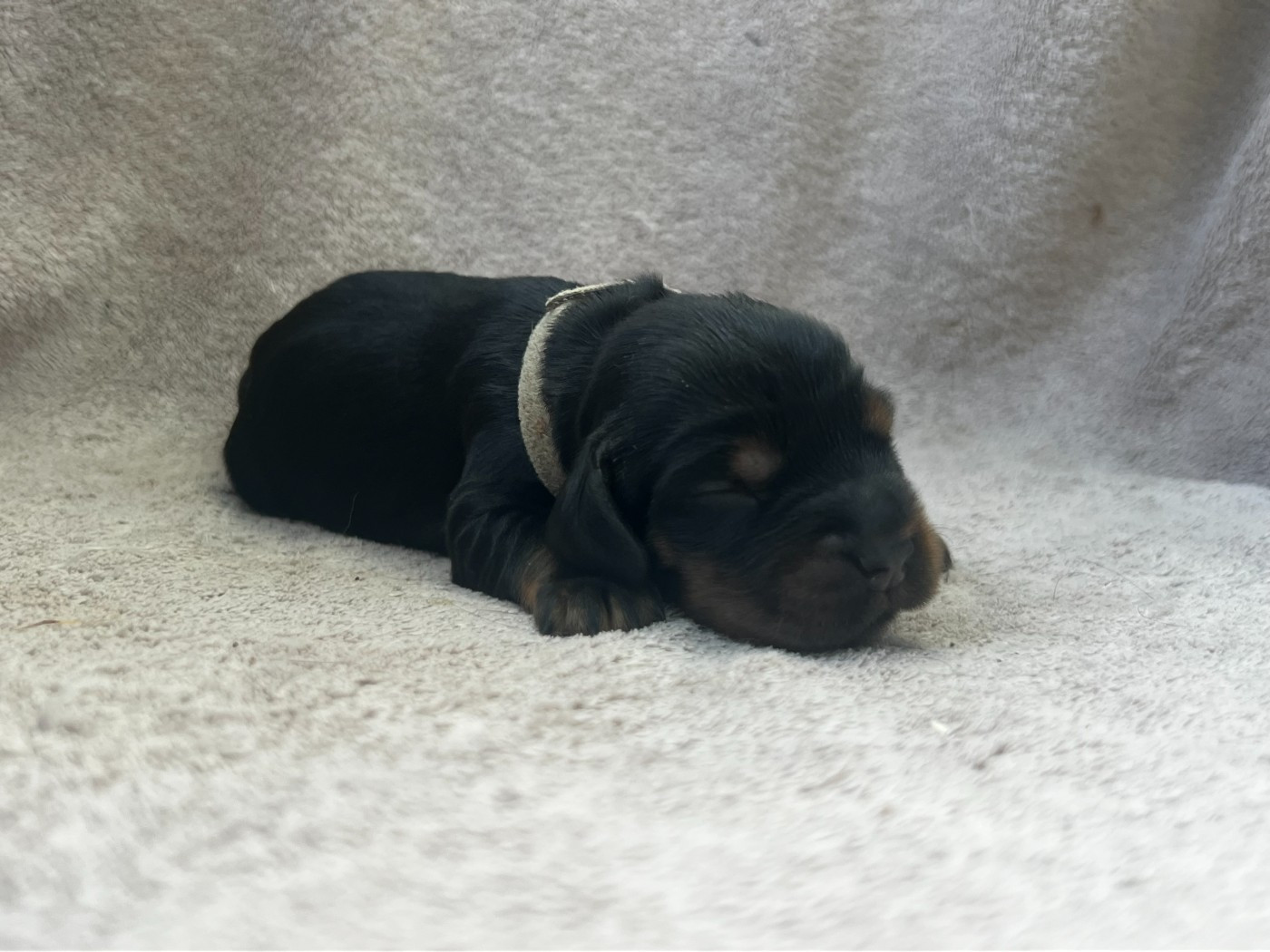 Hoalen Garden’s - Chiots disponibles - Cocker Spaniel Anglais