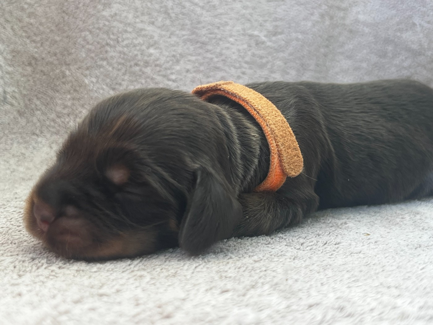 Hoalen Garden’s - Chiots disponibles - Cocker Spaniel Anglais