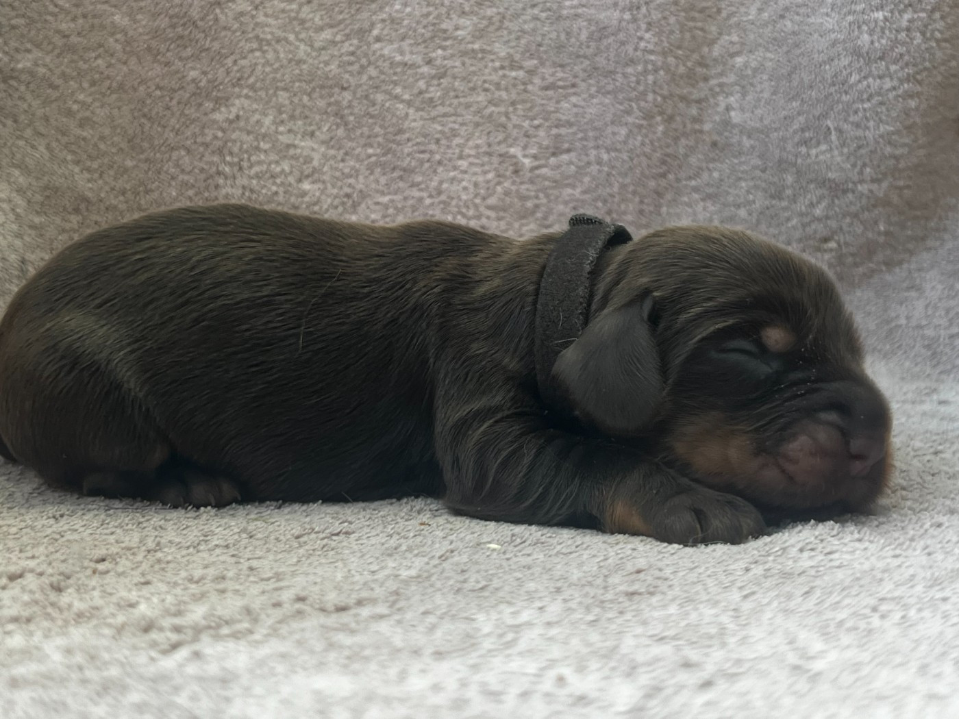 Hoalen Garden’s - Chiots disponibles - Cocker Spaniel Anglais