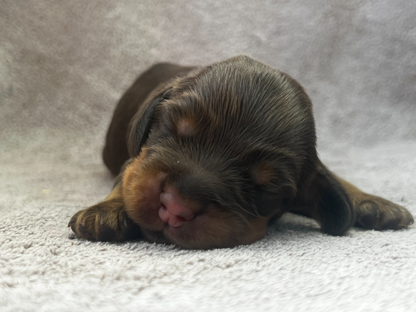 Hoalen Garden’s - Chiots disponibles - Cocker Spaniel Anglais