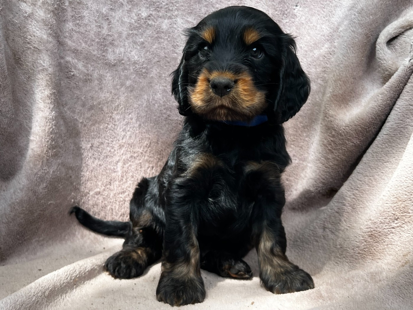 Hoalen Garden’s - Chiots disponibles - Cocker Spaniel Anglais