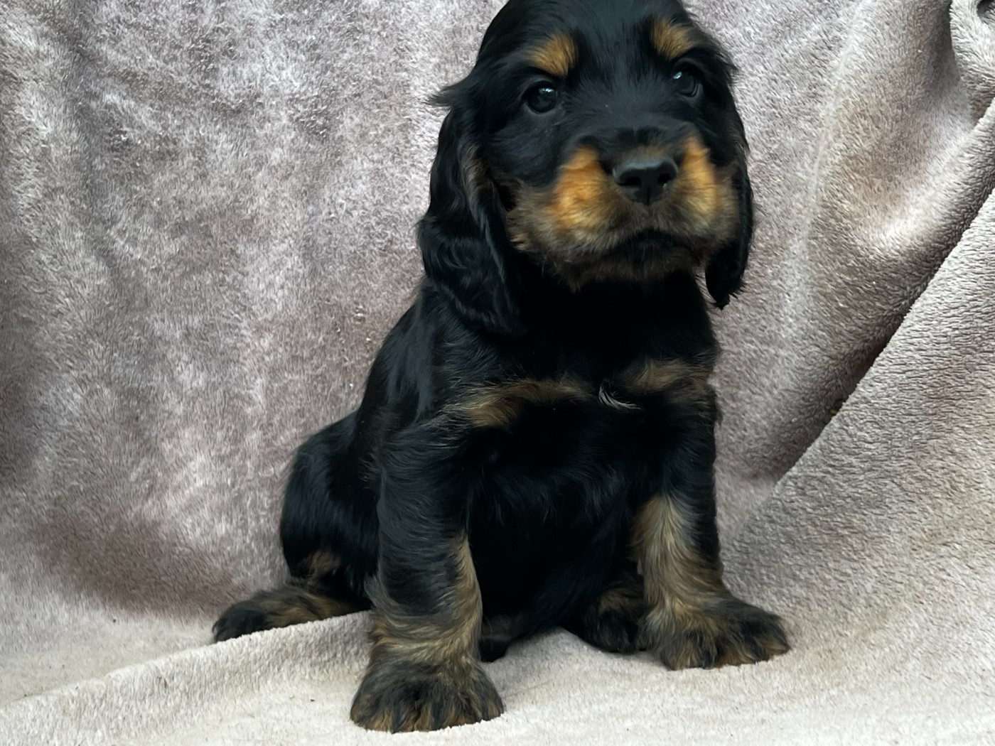 Hoalen Garden’s - Chiots disponibles - Cocker Spaniel Anglais