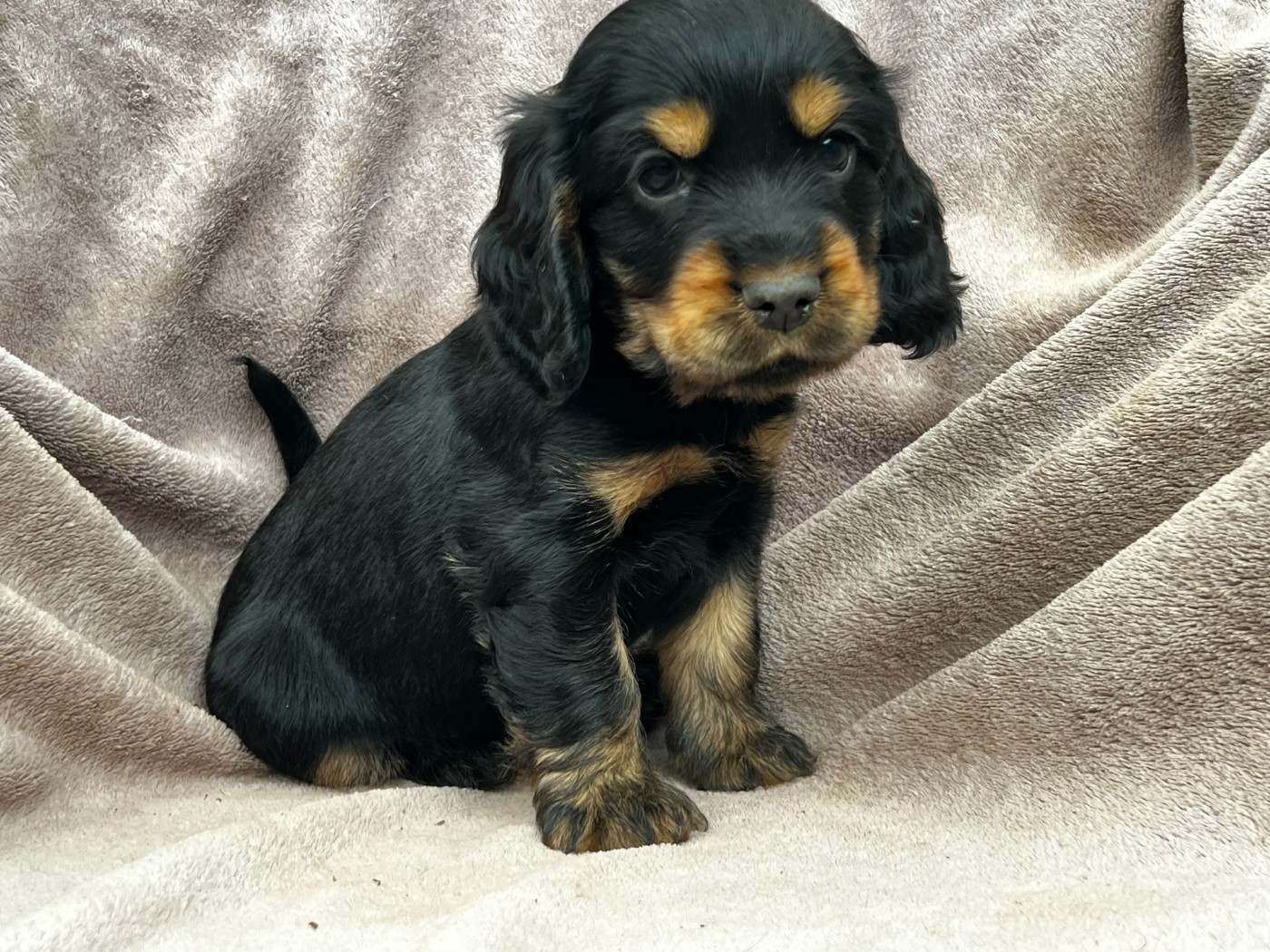 Hoalen Garden’s - Chiots disponibles - Cocker Spaniel Anglais
