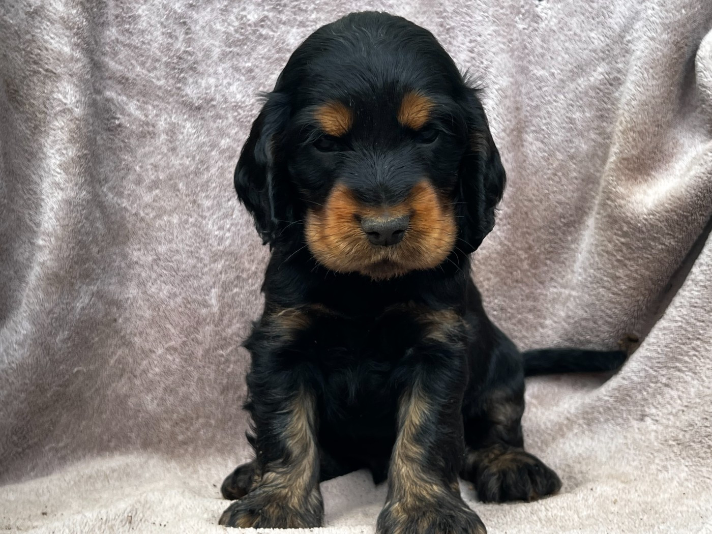 Hoalen Garden’s - Chiots disponibles - Cocker Spaniel Anglais