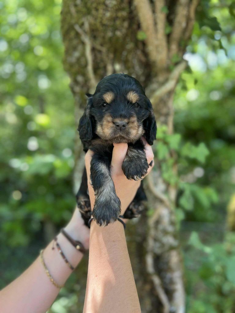 Hoalen Garden’s - Chiots disponibles - Cocker Spaniel Anglais
