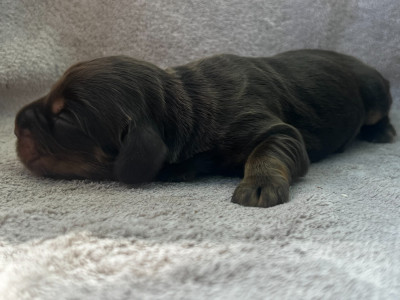 Chiot N°9