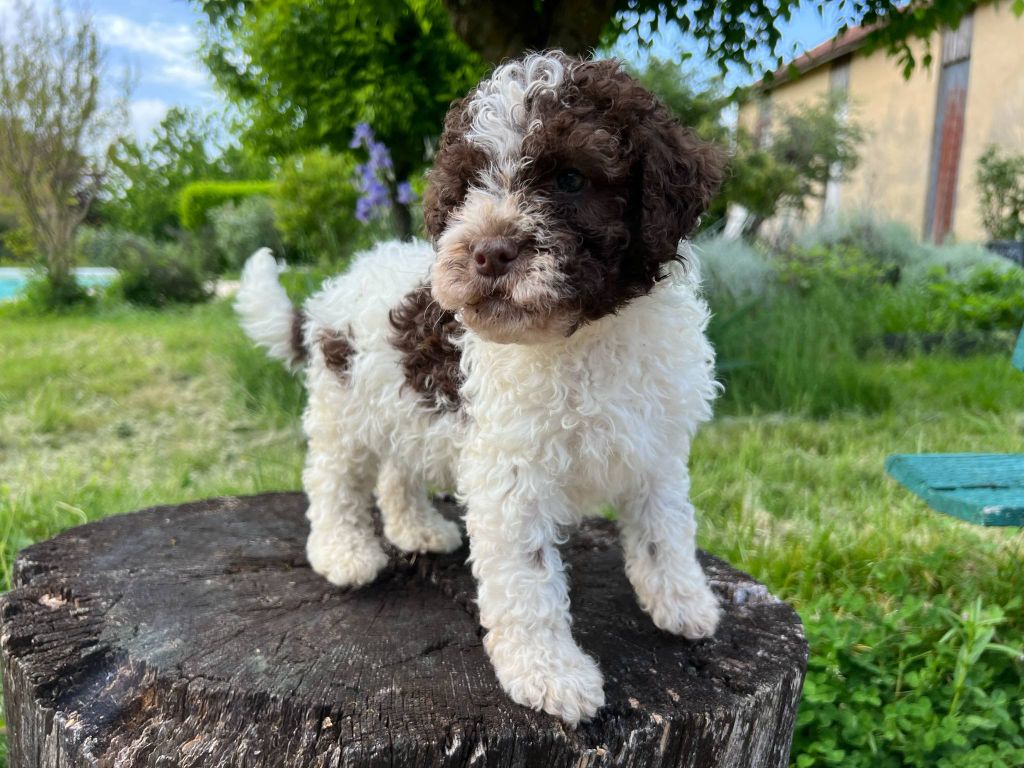 Hoalen Garden’s - Lagotto Romagnolo - Portée née le 12/03/2025