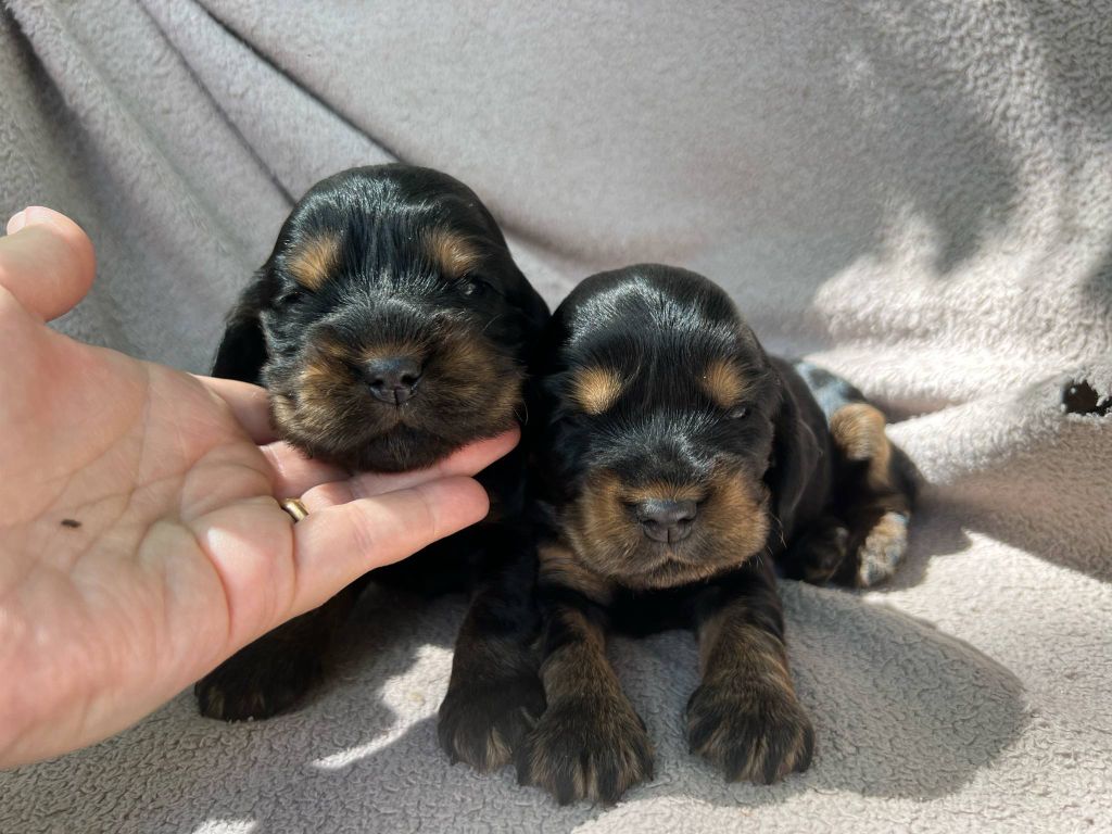 Hoalen Garden’s - Chiots disponibles - Cocker Spaniel Anglais