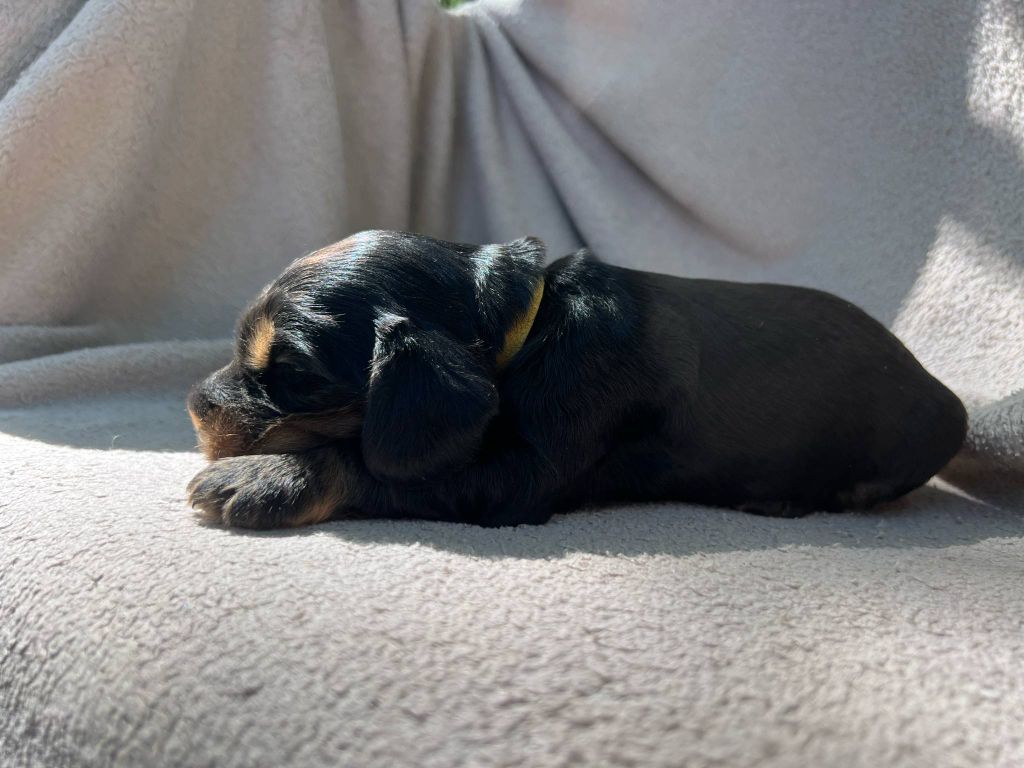 Hoalen Garden’s - Chiots disponibles - Cocker Spaniel Anglais