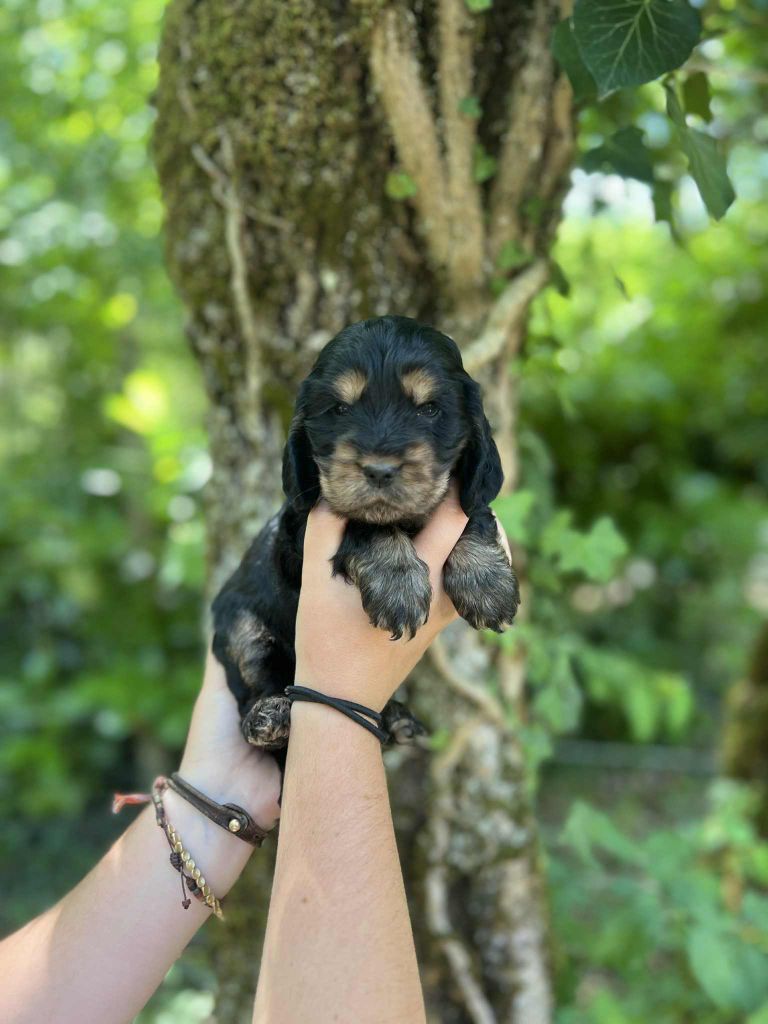 Hoalen Garden’s - Chiots disponibles - Cocker Spaniel Anglais